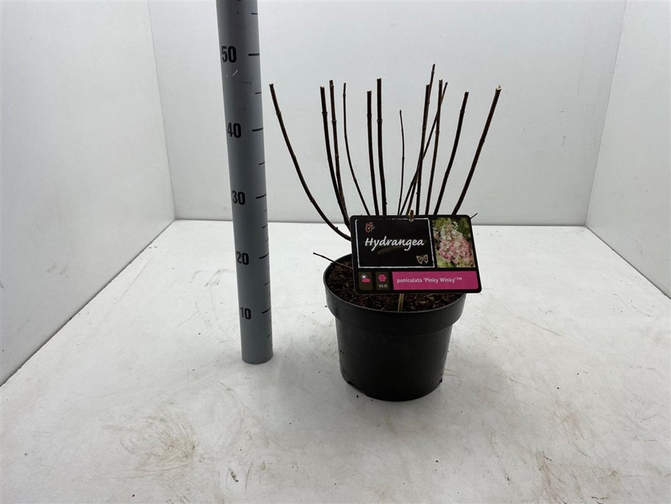 Hydrangea pan. 'Pinky Winky' - C5